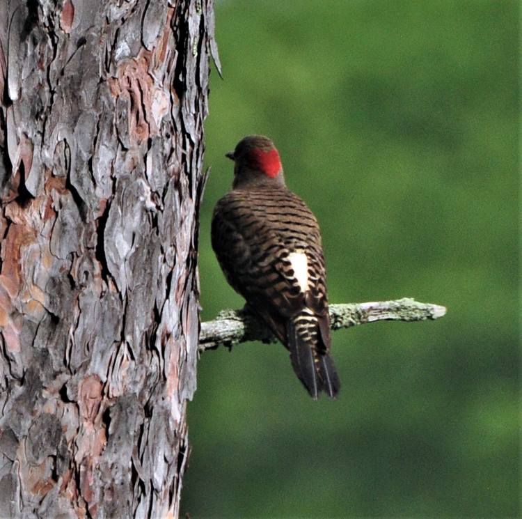 woodpecker on branch